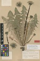 Isolectotype of Taraxacum aurosulum H.Lindb. [family ASTERACEAE]
