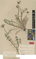 Isolectotype of Taraxacum brachycranum Dahlst. [family ASTERACEAE]