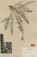 Isotype of Taraxacum chlorellum G.E.Haglund [family ASTERACEAE]