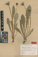 Isolectotype of Taraxacum copidophyllum Dahlst. [family ASTERACEAE]