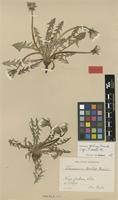 Lectotype of Taraxacum dahlii Dahlst. [family ASTERACEAE]