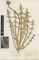 Isotype of Taraxacum diastematicum Markl. [family ASTERACEAE]