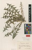 Isotype of Taraxacum exacutum Markl. [family ASTERACEAE]