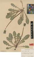Isotype of Taraxacum fulgidum G.E.Haglund [family ASTERACEAE]
