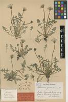 Lectotype of Taraxacum erythrospermum Andrz. ex Besser subsp. gotlandicum Dahlst. [family ASTERACEAE]