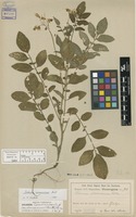 Type of Solanum malmeanum Bitter [family SOLANACEAE]