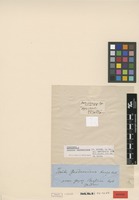 Isotype of Isoetes gardneriana Kunze ex Mett. [family ISOËTACEAE]