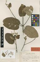 Type of Guettarda tortuensis Urb. & Ekman [family RUBIACEAE]