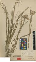 Type of Iris leptophylla Lingelsh. ex H.Limpr. [family IRIDACEAE]