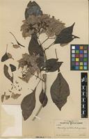Isotype of Cosmocalyx spectabilis Standl. [family RUBIACEAE]