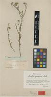 Isotype of Ethulia gariepina DC. [family ASTERACEAE]