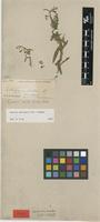 Holotype of Litogyne scabra Harv. [family ASTERACEAE]