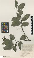 Isotype of Mkilua fragrans Verdc. [family ANNONACEAE]