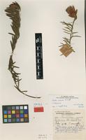 Filed as Protea enervis Wild [family PROTEACEAE]