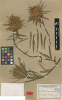 Type of Protea haemantha Engl.&Gilg [family PROTEACEAE]