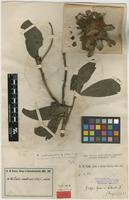 Type of Protea madiensis Oliv. forma pilosa Engl. [family PROTEACEAE]