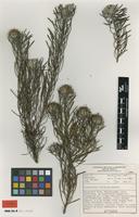 Type of Vexatorella latebrosa Rourke [family PROTEACEAE]