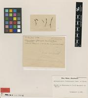 Type of Alluaudiopsis fiherenensis Humbert&Choux [family DIDIEREACEAE]