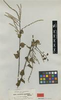 Type of Celosia populifolia Moq. [family AMARANTHACEAE]