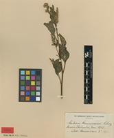 Type of Celosia bonnivairii Schinz [family AMARANTHACEAE]
