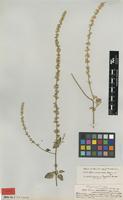 Type of Celosia anthelminthica Asch. [family AMARANTHACEAE]