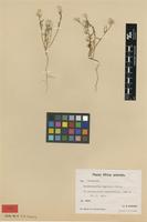 Type of Hermbstaedtia capitata Schinz [family AMARANTHACEAE]