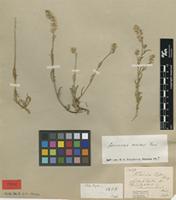Type of Trichinium zeyheri Moq. [family AMARANTHACEAE]