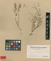 Type of Sericocoma squarrosa Schinz [family AMARANTHACEAE]
