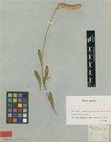 Type? of Sericocoma trichinioides Fenzl [family AMARANTHACEAE]