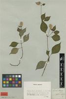 Syntype of Cyathula cylindrica Moq. [family AMARANTHACEAE]