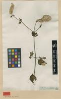 Syntype of Cyathula cylindrica Moq. [family AMARANTHACEAE]