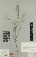 Type of Achyranthes avicularis E.Mey. [family AMARANTHACEAE]
