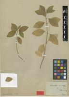 Type? of Achyranthes uncinulata Schrad. [family AMARANTHACEAE]