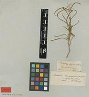 Type? of Philoxerus conicus R.Br. [family AMARANTHACEAE]