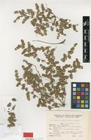 Type of Guilleminea hirsuta Pedersen [family AMARANTHACEAE]