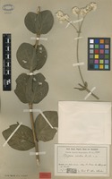 Type of Pfaffia elata R.E.Fr. [family AMARANTHACEAE]