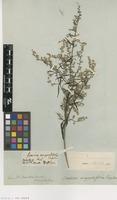 Filed as Iresine angustifolia Euphrasén [family AMARANTHACEAE]