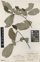 Isotype of Popowia chasei N.Robson [family ANNONACEAE]