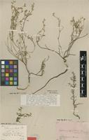 Filed as Lotononis laxa Eckl.&Zeyh. [family FABACEAE]