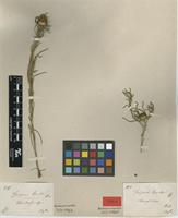 Filed as Geigeria burkei Harv. [family ASTERACEAE]