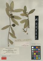 Type of Ficus antithetophylla Steud. ex Miq. [family MORACEAE]