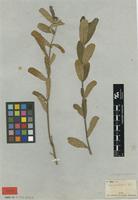 Type of Ficus tridentata Fenzl [family MORACEAE]