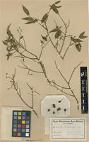 Type of Olax stuhlmannii Engl. [family OLACACEAE]