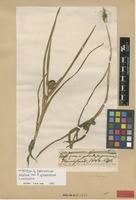 Isolectotype of Sparganium erectum L. var. glomeratum Laest. [family SPARGANIACEAE]