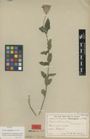 Isotype of Verbena kuntzeana Moldenke [family VERBENACEAE]