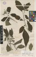 Filed as Hamelia patens Jacq. [family RUBIACEAE]
