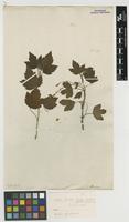 Filed as Ribes americanum Mill. [family GROSSULARIACEAE]