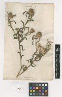 Filed as Centaurea eriophora L. [family ASTERACEAE]