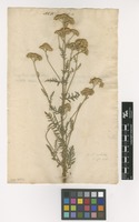 Filed as Achillea nobilis L. [family ASTERACEAE]