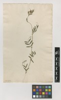 Filed as Vicia peregrina L. [family FABACEAE]